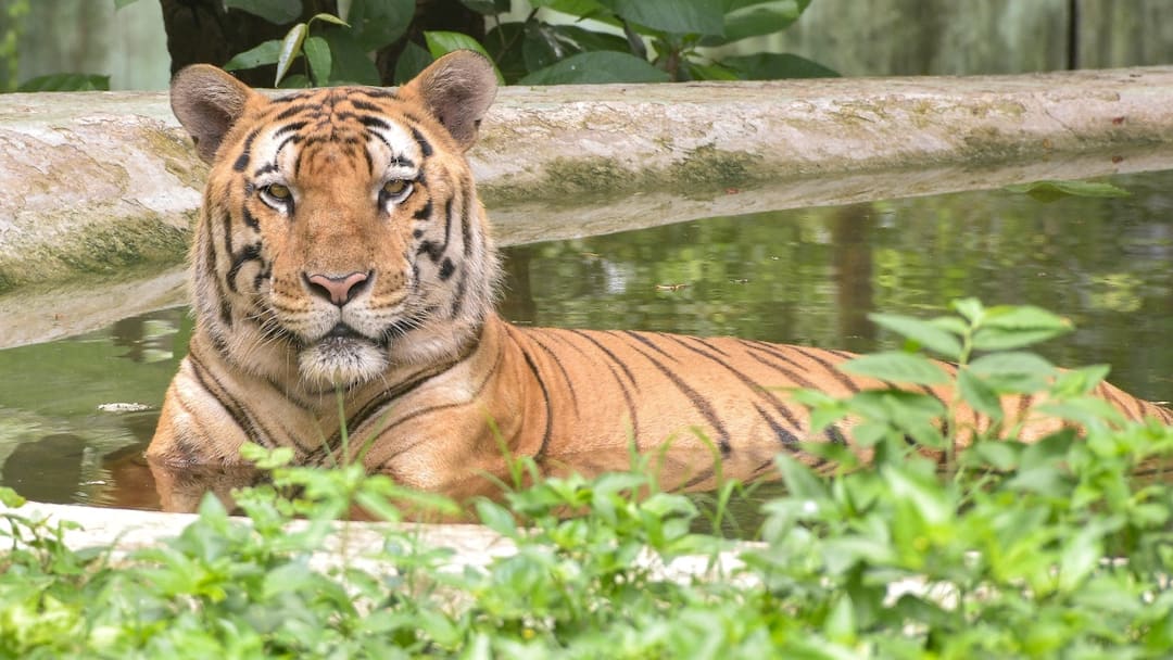 एक हफ्ते में 6 बाघों की मौत, सालभर का आंकड़ा पहुंचा 54! एमपी में जारी है शिकारियों का कहर MP Tiger Death Count Reaches 54 Record High in Year 2025 Hunting Continues ANN एक हफ्ते में 6 बाघों की मौत, सालभर का आंकड़ा पहुंचा 54! एमपी में जारी है शिकारियों का कहर