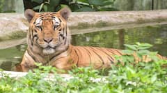 एक हफ्ते में 6 बाघों की मौत, सालभर का आंकड़ा पहुंचा 54! एमपी में जारी है शिकारियों का कहर