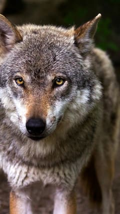 यूपी के किन गांवों में अब भी हमला करते हैं जानवर?