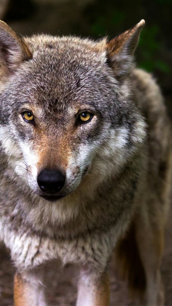 यूपी के किन गांवों में अब भी हमला करते हैं जानवर?