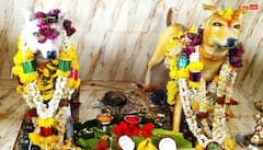 Dog Temple: भारत के इस मंदिर में भगवान नहीं कुत्तों की होती है पूजा, दिलचस्प है वजह