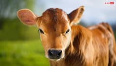 Paush Amavasya 2025: घर में नहीं होगी पैसों की कमी! बस पौष अमावस्या पर करना होगा यह काम