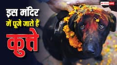 Dog Temple: भारत के इस मंदिर में भगवान नहीं कुत्तों की होती है पूजा, दिलचस्प है वजह
