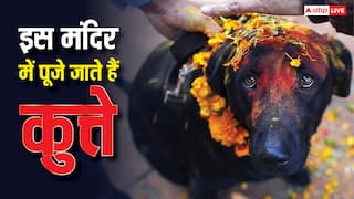 Dog Temple: भारत के इस मंदिर में भगवान नहीं कुत्तों की होती है पूजा, दिलचस्प है वजह