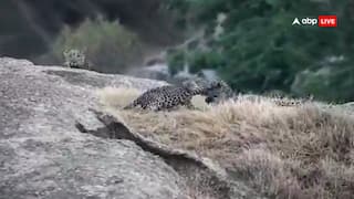 राजस्थान में तेंदुओं की अनोखी दोस्ती, कैमरे में कैद हुई दुर्लभ अठखेलियां, वीडियो वायरल