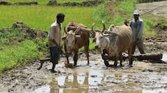 કમોસમી વરસાદથી થયેલા નુકસાન સામે સરકારે ચૂકવી જંગી સહાય, મંત્રી જીતુ વાઘાણીએ આંકડા કર્યા જાહેર