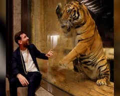 Lionel Messi: ફૂટબોલર લિયોનેલ મેસ્સીએ લીધી વનતારાની મુલાકાત,  શિવ પૂજા અને મહાઆરતીમાં લીધો ભાગ