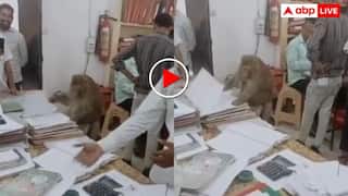 '2003 की वोटिंग लिस्ट में नाम ढूंढ रहा है' दफ्तर में फाइलें उथल पुथल करता दिखा बंदर, यूजर्स ने ले लिए मजे