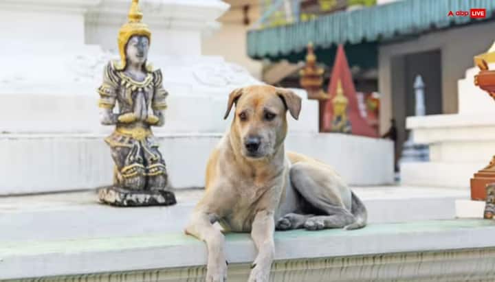 इस मंदिर में केमपम्मा देवी की पूजा होती है. स्थानीय लोगों के अनुसार जब मंदिर का निर्माण हो रहा था तब दो कुत्ते यहां आकर रहने लगे और मंदिर की रक्षा करते. जब मंदिर बनकर तैयार हो गया तो कुत्ते अचानक से गायब हो गए. किसी को नहीं मिले.