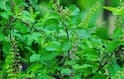 Tulsi Leaves: તુલસીના પાન ચાવવા ખૂબ જ ફાયદાકારક, અનેક બીમારીઓ રહેશે તમારાથી દૂર