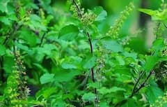 Tulsi Leaves: તુલસીના પાન ચાવવા ખૂબ જ ફાયદાકારક, અનેક બીમારીઓ રહેશે તમારાથી દૂર