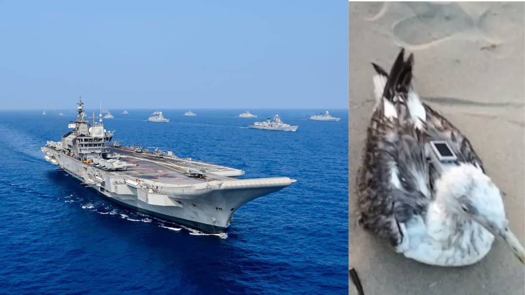 Seagull With Chinese GPS Tracker Found Near Karnataka’s Karwar Naval Base, Probe On