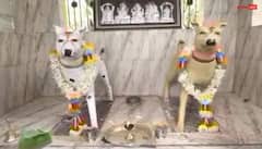 Dog Temple: ભારતના આ અનોખા મંદિરમાં દેવતાઓની નહીં પરંતુ કૂતરાઓની થાય છે પૂજા,રસપ્રદ છે કારણ
