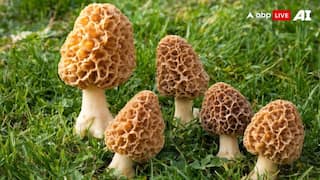 India’s Most Expensive Vegetable: यह है भारत की सबसे महंगी सब्जी, जानें क्या है इतनी ज्यादा कीमत की वजह?