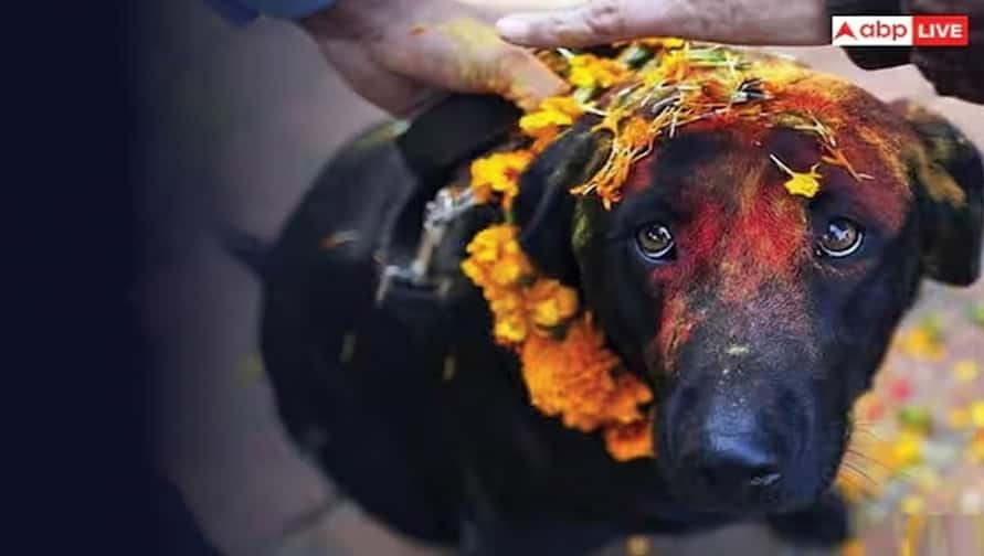 Dog Temple: ભારતના આ અનોખા મંદિરમાં દેવતાઓની નહીં પરંતુ કૂતરાઓની થાય છે પૂજા,રસપ્રદ છે કારણ