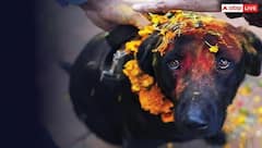 Dog Temple: ભારતના આ અનોખા મંદિરમાં દેવતાઓની નહીં પરંતુ કૂતરાઓની થાય છે પૂજા,રસપ્રદ છે કારણ