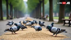 कर्नाटक में सार्वजनिक स्थानों पर कबूतरों को दाना डालने पर सख्ती, जानें स्वास्थ्य विभाग ने क्यों जताई चिंता