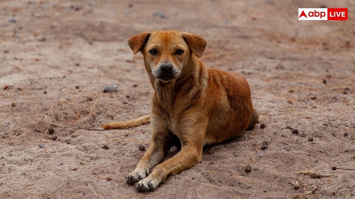 200 UP Villagers Get Rabies Shots After Consuming Curd From Buffalo Killed By Dog