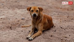 कुत्तों की गिनती करने के लिए टीचर्स को कितना मिलेगा पैसा, क्या सैलरी से अलग होगी इनकम?