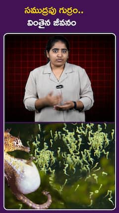సముద్రపు గుర్రం.. వింతైన జీవనం
