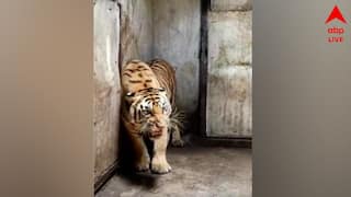 West Bengal: तीन महीनों में तीसरी बाघिन की मौत, अलीपुर चिड़ियाघर की व्यवस्था पर उठे सवाल