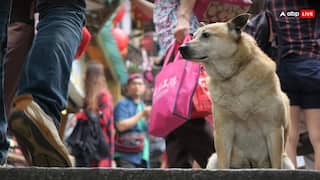 'मिस्टर सिब्बल, वीडियो दिखाएंगे फिर पूछेंगे मानवता किसे कहते हैं', आवारा कुत्तों को हटाने का SC में हो रहा था विरोध, जज ने कही ये बात