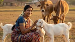 காஞ்சிபுரம் கால்நடைகளுக்கு கோமாரி நோய் தடுப்பூசி: விவசாயிகள் கவனத்திற்கு! ஆட்சியர் முக்கிய அறிவிப்பு!