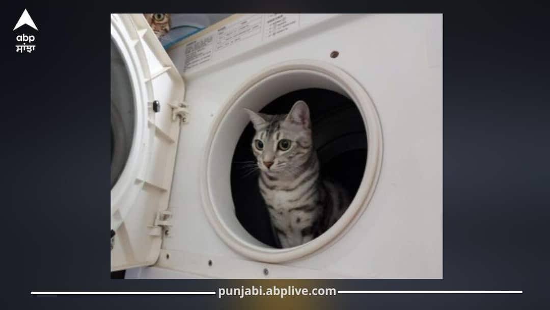 Viral News: ਵਾਸ਼ਿੰਗ ਮਸ਼ੀਨ ‘ਚ ਕੱਪੜਿਆਂ ਨਾਲ 10 ਮਿੰਟ ਤੱਕ ਘੁੰਮਣ ਦੇ ਬਾਵਜੂਦ ਬਚ ਗਈ ਬਿੱਲੀ, ਇਹ ਕਿਹੋ ਜਿਹਾ ਚਮਤਕਾਰ Cat Survives 10 Minutes Inside Washing Machine, Shocking Miracle Viral News: ਵਾਸ਼ਿੰਗ ਮਸ਼ੀਨ ‘ਚ ਕੱਪੜਿਆਂ ਨਾਲ 10 ਮਿੰਟ ਤੱਕ ਘੁੰਮਣ ਦੇ ਬਾਵਜੂਦ ਬਚ ਗਈ ਬਿੱਲੀ, ਇਹ ਕਿਹੋ ਜਿਹਾ ਚਮਤਕਾਰ