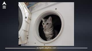 Viral News: ਵਾਸ਼ਿੰਗ ਮਸ਼ੀਨ ‘ਚ ਕੱਪੜਿਆਂ ਨਾਲ 10 ਮਿੰਟ ਤੱਕ ਘੁੰਮਣ ਦੇ ਬਾਵਜੂਦ ਬਚ ਗਈ ਬਿੱਲੀ, ਇਹ ਕਿਹੋ ਜਿਹਾ ਚਮਤਕਾਰ