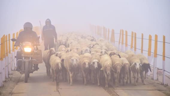 UP Weather: यूपी में भयंकर ठंड का कहर! कई जिलों में घने कोहरे और कोल्ड डे का रेड अलर्ट, अभी और बढ़ेगी सर्दी