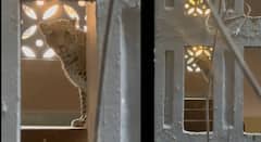 Bhayandar Leopard News: भाईंदर पूर्वेच्या तलाव रोड परिसरात बिबट्याचा धुमाकूळ; आतापर्यंत तिघांना जखमी केल्याची माहिती