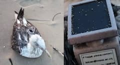 चीनच्या जीपीएस ट्रॅकर लावलेल्या पक्ष्याची कर्नाटकातील नौदलाच्या तळावर घिरट्या, सुरक्षा यंत्रणा सतर्क, ई-मेलही सापडला