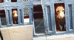 Bhayandar Leopard News: भाईंदर पूर्वेच्या तलाव रोड परिसरात बिबट्याचा धुमाकूळ; आतापर्यंत तिघांना जखमी केल्याची माहिती