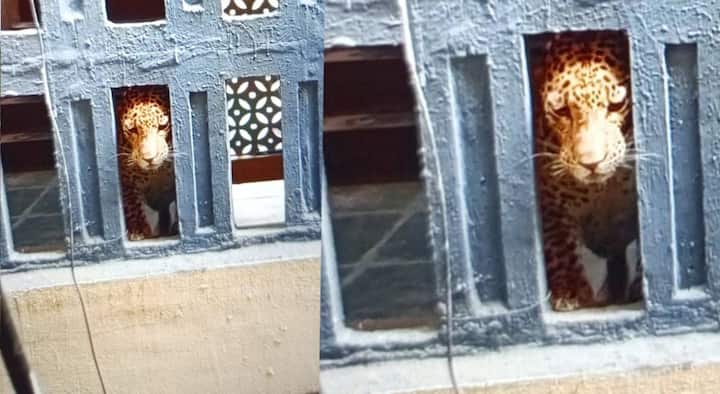 Bhayandar Leopard News : मुंबईतील भाईंदर पूर्वेच्या तलाव रोड भागात आज (19 डिसेंबर) सकाळी बिबट्या दिसून आल्याची माहिती समोर आली आहे.