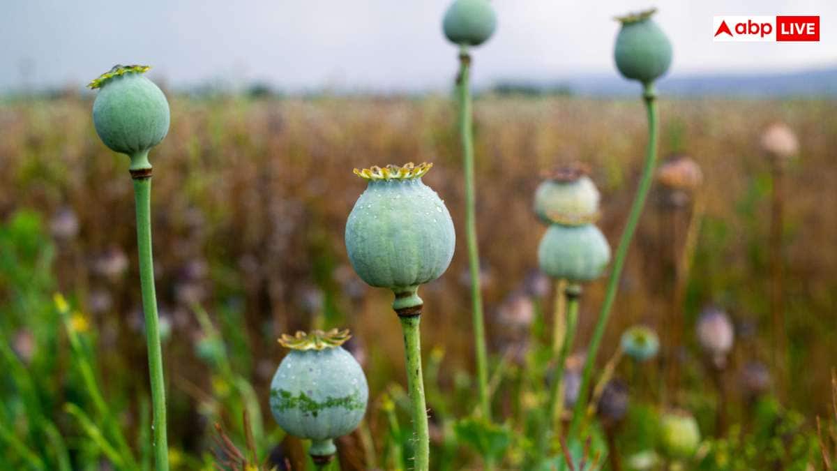 घर में कैसे उगा सकते हैं अफीम, कैसे मिलता है इसकी खेती का लाइसेंस?