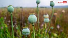 घर में कैसे उगा सकते हैं अफीम, कैसे मिलता है इसकी खेती का लाइसेंस?