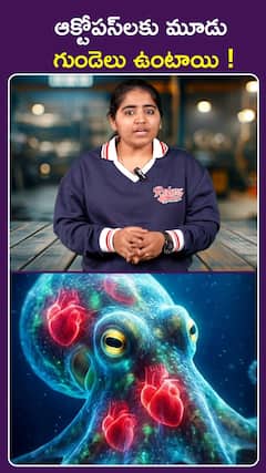 ఆక్టోపస్‌లకు మూడు గుండెలు ఉంటాయి !