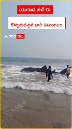 యారాడ బీచ్ కు కొట్టుకువచ్చిన భారీ తిమింగలం