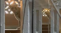 Bhayandar Leopard News: भाईंदर पूर्वेच्या तलाव रोड परिसरात बिबट्याचा धुमाकूळ; आतापर्यंत तिघांना जखमी केल्याची माहिती