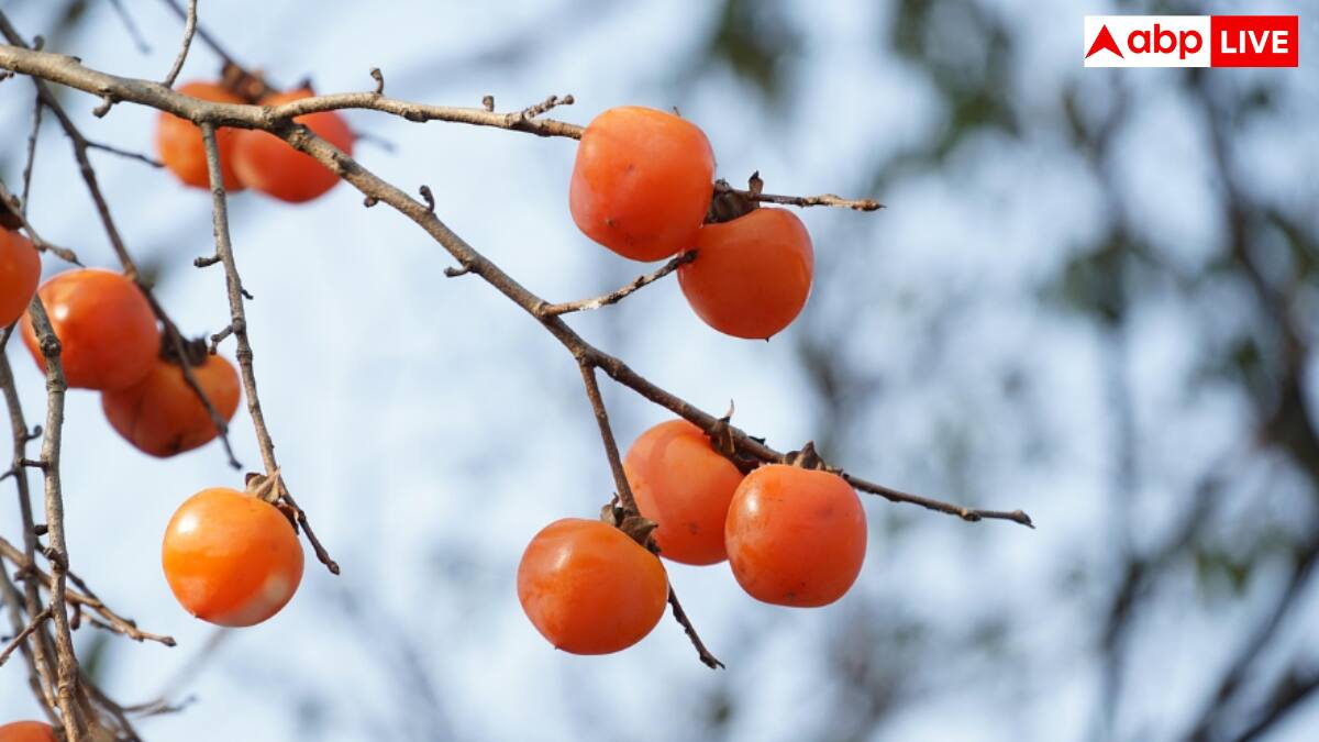 जापानी पर्सिमोन.. एक्ट्रेस तक डाइट में करती हैं शामिल, जानें इस फल के फायदे