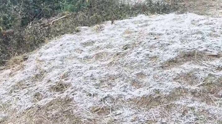 भाताच्या हिरव्या पेंढ्यावर पसरलेली ही गोठलेली दवबिंदूंची थर जणू काही बर्फाची पातळ चादर पसरल्याचा भास निर्माण करत होती.