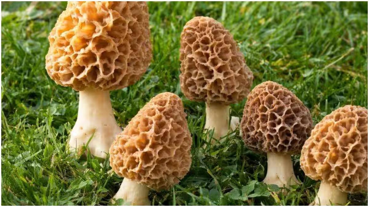 Most Expensive Vegetables : ఇండియాలో ఖరీదైన కూరగాయలు ఇవే.. వందల్లో కాదు వేలు, లక్షల్లో