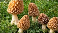 ఇండియాలో ఖరీదైన కూరగాయలు ఇవే.. వందల్లో కాదు వేలు, లక్షల్లో