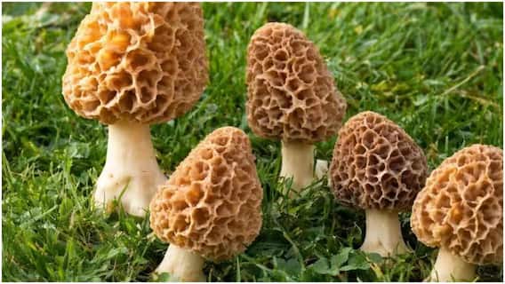 Most Expensive Vegetables : ఇండియాలో ఖరీదైన కూరగాయలు ఇవే.. వందల్లో కాదు వేలు, లక్షల్లో