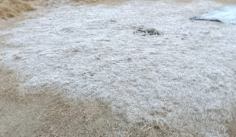 विशेषतः सातपुड्यातील अतिदुर्गम व डोंगराळ भागांमध्ये तापमान इतके खाली घसरले आहे की, दवबिंदू गोठल्याचे चित्र पाहायला मिळत आहे.