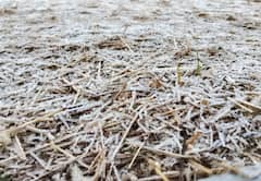 Nandurbar News: सातपुड्यात कडाक्याच्या थंडीनं हाडं गोठायची वेळ; भाताच्या पेंढ्यावर जमली बर्फाची चादर