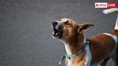 कुछ लोगों को देखकर अचानक क्यों भौंकने लगता है कुत्ता, कैसे करता है अजनबियों की पहचान?