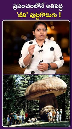 ప్రపంచంలోనే అతిపెద్ద 'జీవి' పుట్టగొడుగు !