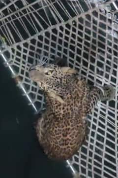 Leopard In Chhatrapati Sambhajinagar: शेतपंप चालू करण्यासाठी जाताच हालचाल; बारकाईने बघताच विहिरीत बिबट्या दिसला, वैजापूरमधील घटना, पुढे काय घडलं?, PHOTO