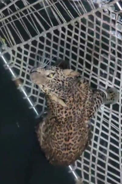 दाणे वस्तीवरील शेतकरी गणेश मलिक हे नेहमीप्रमाणे शेतातील विहिरीत असलेला शेतपंप सुरू करण्यासाठी गेले असता, त्यांना विहिरीत हालचाल दिसून आली.